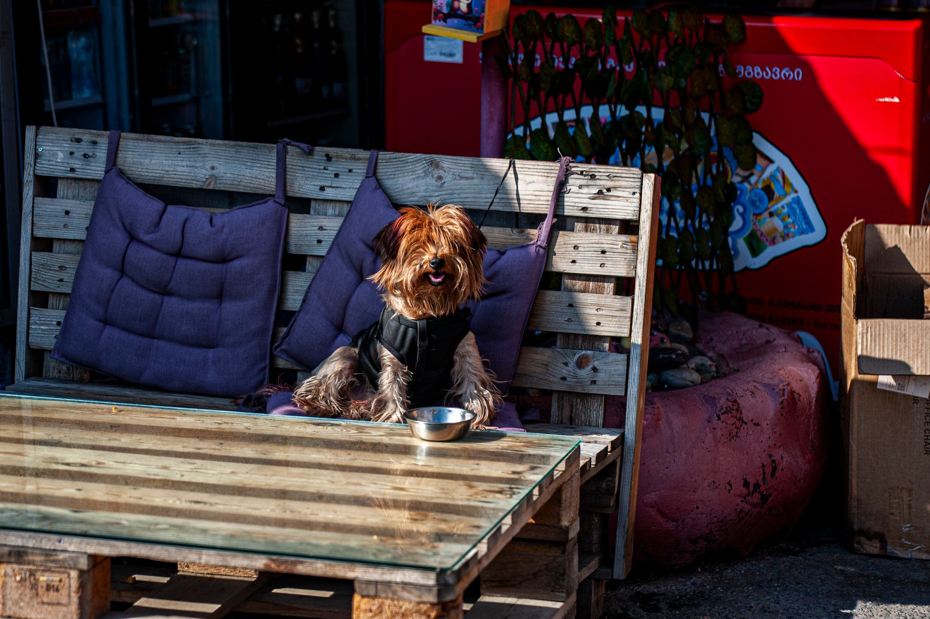 Cute Yorkshire Terrier with a bowl at an outdoor café setting, enjoying a sunny day.