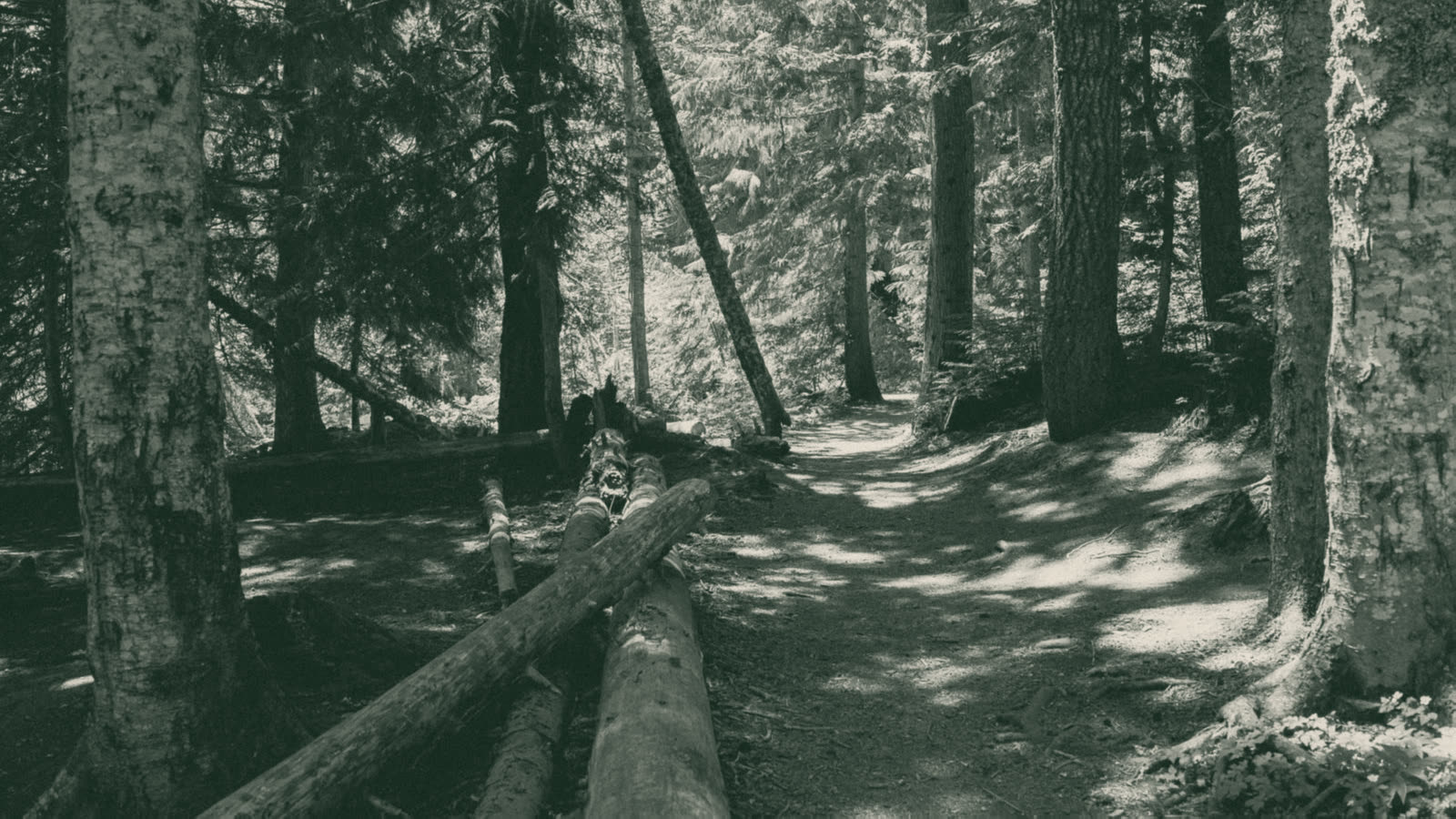 A forest hiking trail