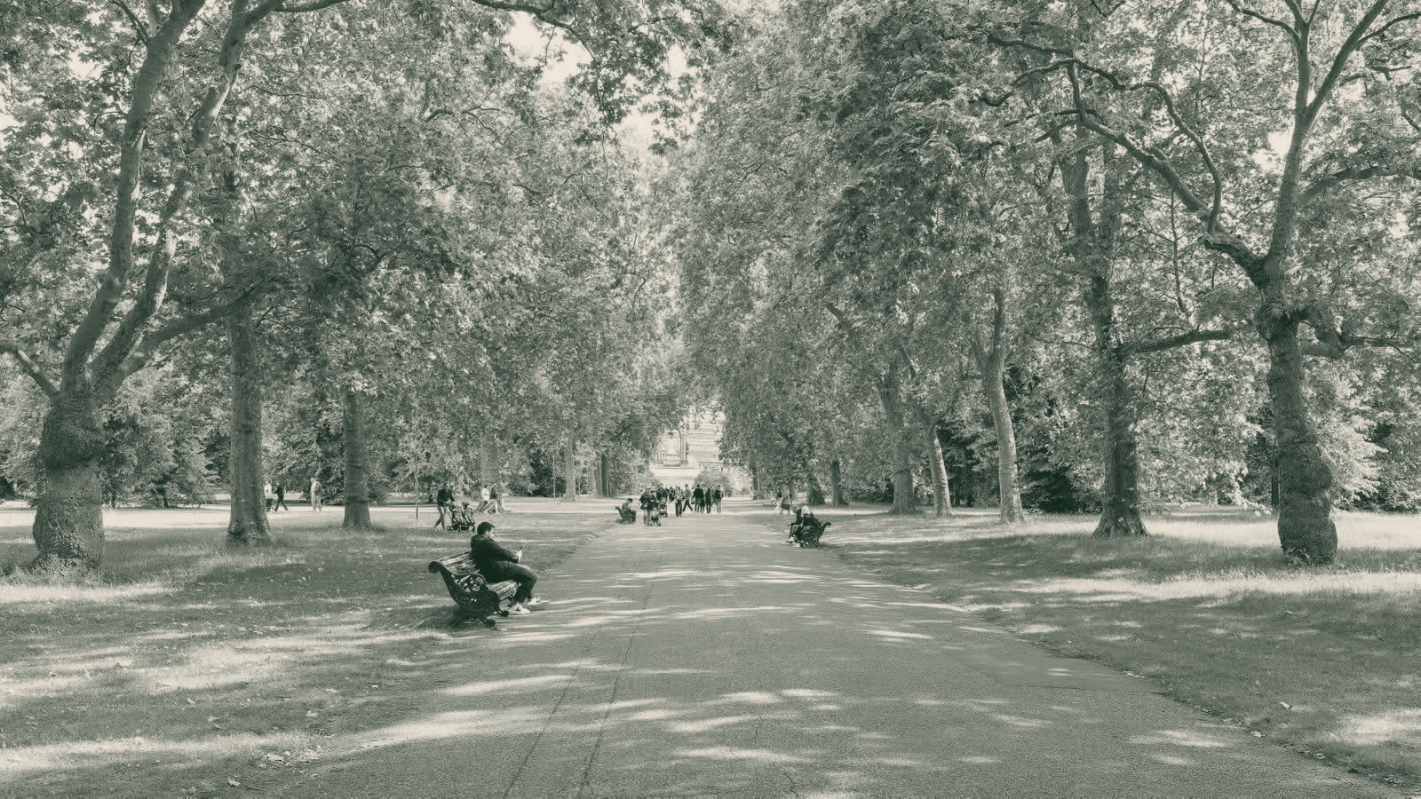 A tree-lined path through a green park