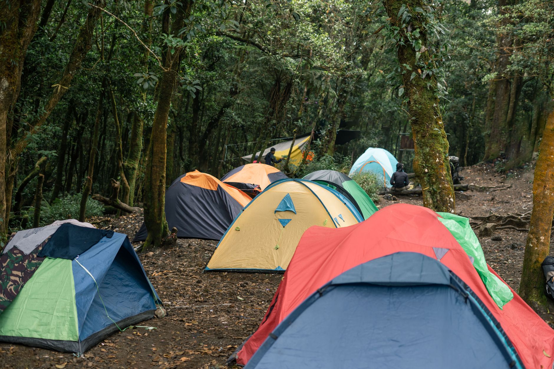 Tents pitched among tall trees at a forest campsite